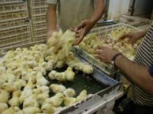 Allevamento intensivo di galline