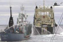 Sea-Shepherd Caccia alle balene del Giappone