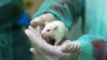 Esperimenti su animali compromessi dagli stessi ricercatori