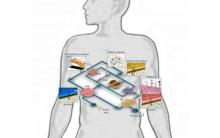 Sperimentazione animale, la rivoluzione di Human-on-a-chip?