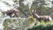 Parco dello Stelvio: stiamo perdendo il più grande parco nazionale delle Alpi