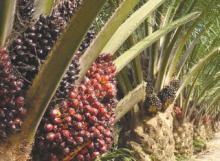 Olio di palma, zucchero e biocarburanti, in Tanzania il land grabbing è sponsorizzato dal G7