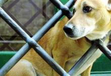 Sulla tenuità del fatto e i crimini contro gli animali