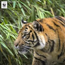 Giornata Mondiale Tigre: il grande felino a rischio di estinzione