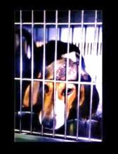 Beagle, vivisezione